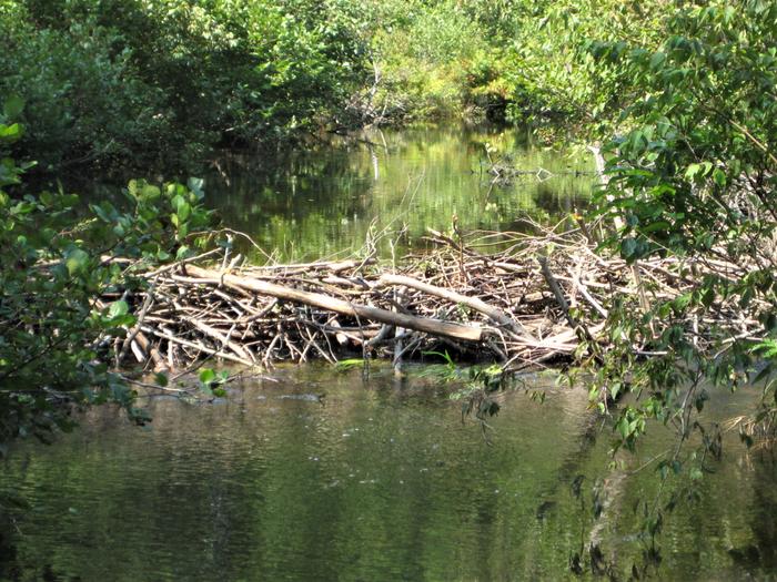 Beaver Dam (Credit: OCSWCD)