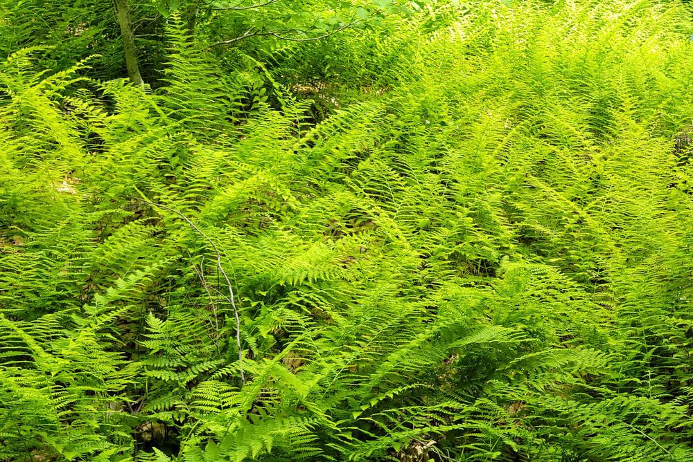 Fern groves scattered along Black and White Trail (Credit: mehiker)