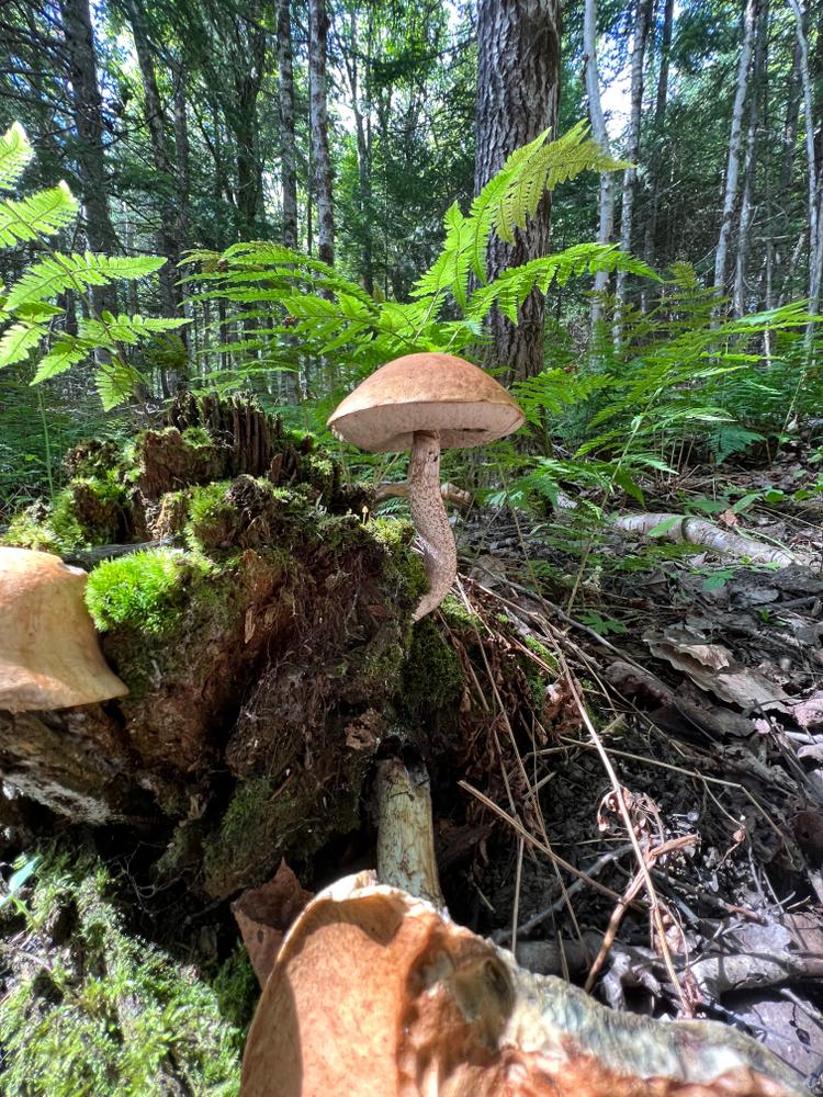 Mushrooms along trail (Credit: Rangeley Lakes Heritage Trust)