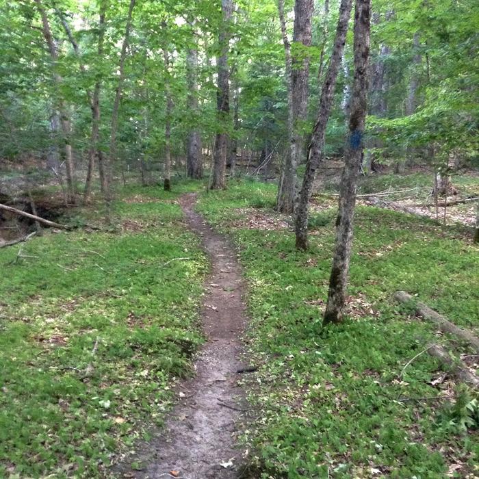 Brook Trail (Credit: Maine Trail Finder)