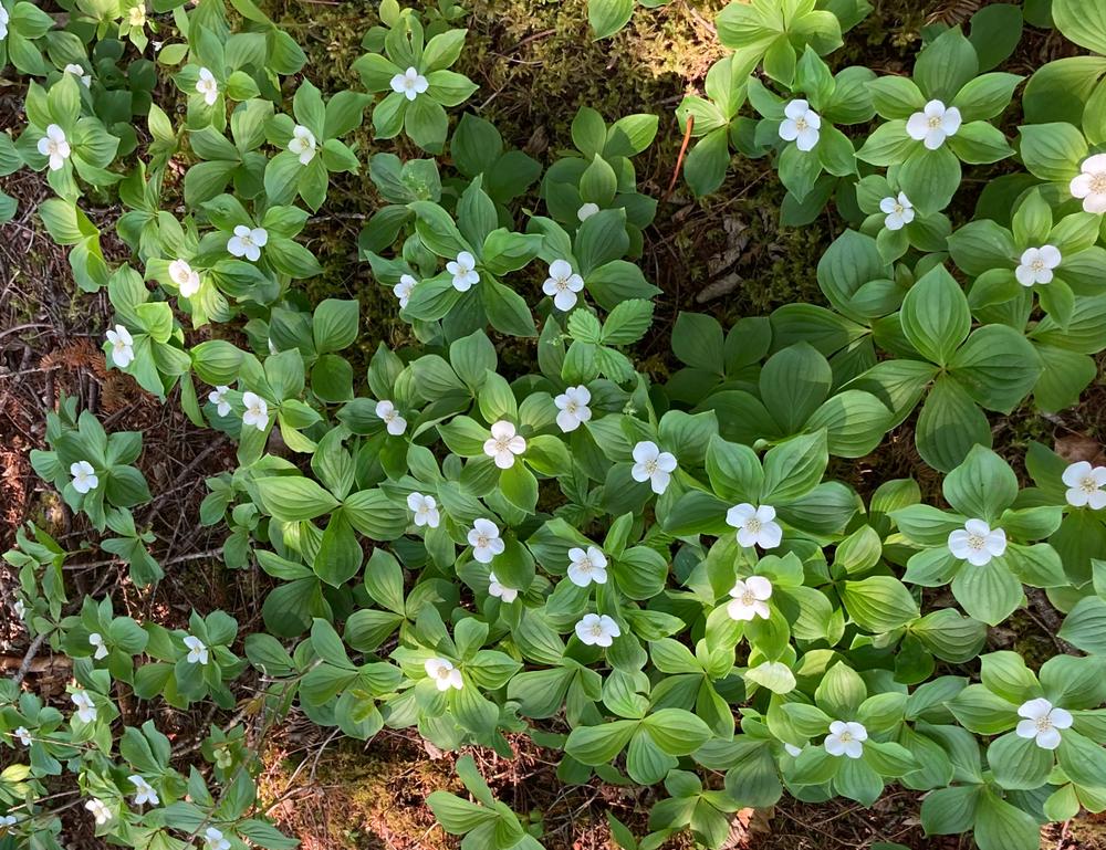 Bunchberry Blossoms