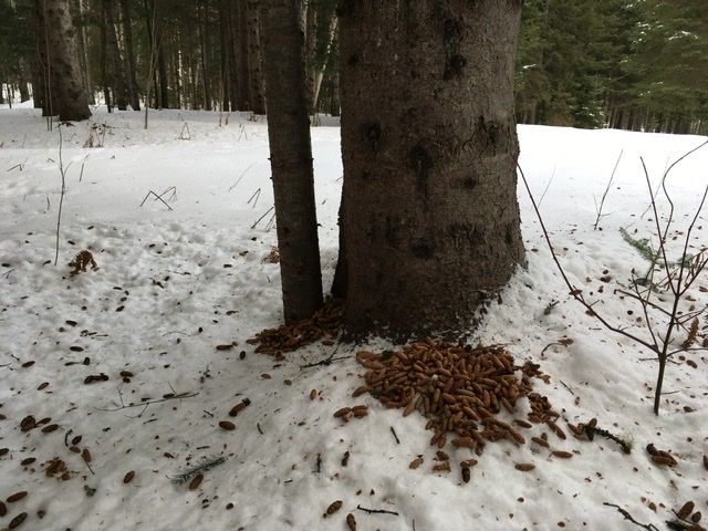 Squirrels have plans for these spruce cones (Credit: Farm Brook Trails)