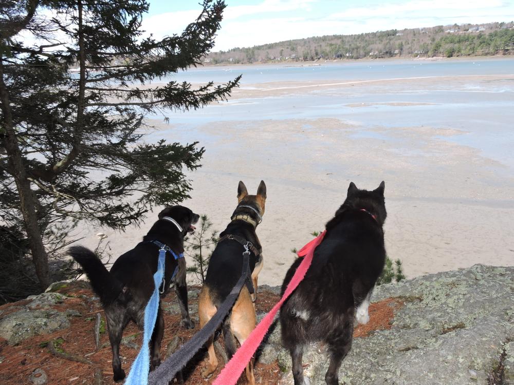 Three Maine Mutts enjoying the trails (Credit: Kim Hansen (Jack, Afrienda and Annika))
