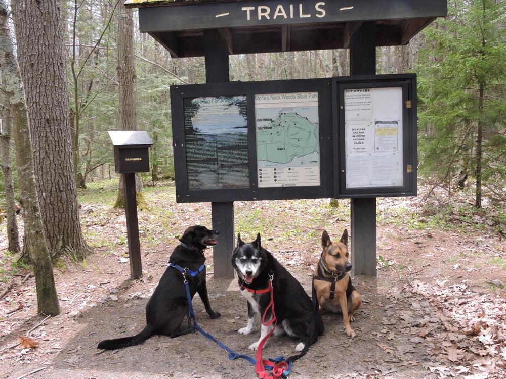 Three mutts enjoying the trails (Credit: Kim Hansen (Jack, Afrienda and Annika))