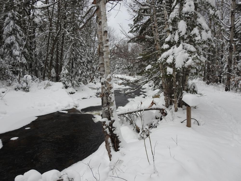 South Bog Stream - Fresh moose tracks in the snow (Credit: RBerry)