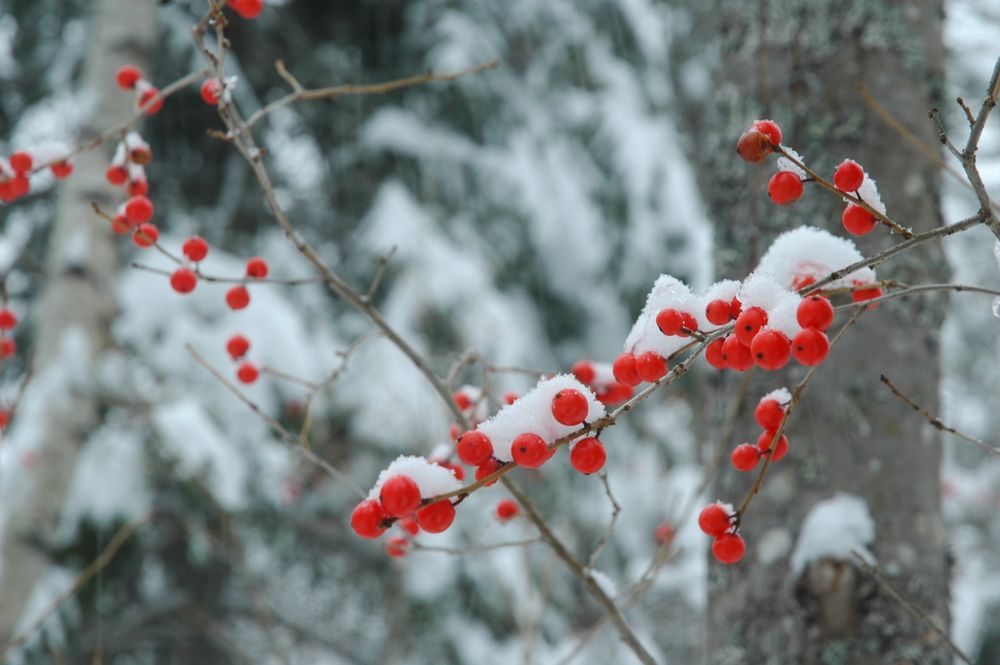 Winterberries (Ilex verticillata) (Credit: Clare Cole)