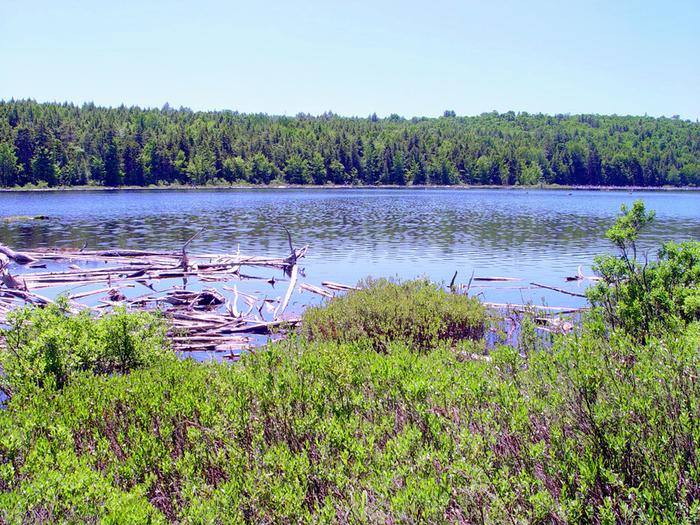 Deer Brook Cove (Credit: Downeast Lakes Land Trust)