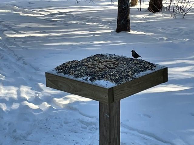 Bird Feeding Station (Credit: Francis Malcolm Science Center)