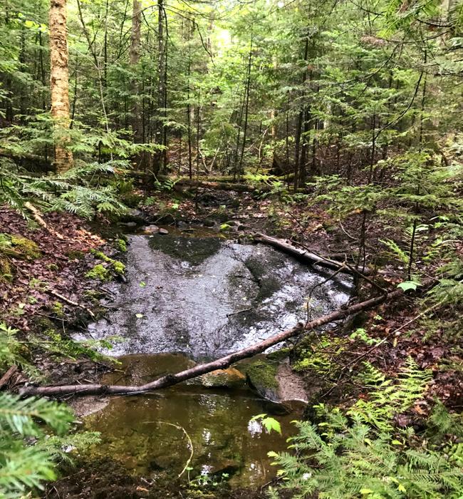 Greenvale Trail Maine Trail Finder