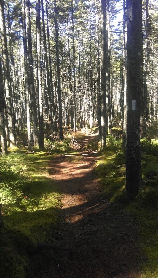 Lowland Spruce-Fir Forest