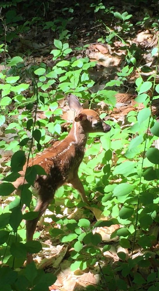 Saw A Baby Deer A Fawn (Credit: Monique Beau)
