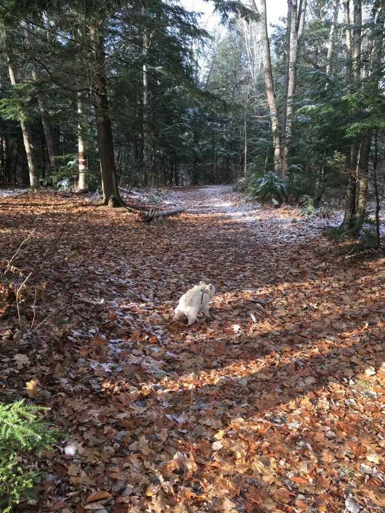 Duffy the Cairn Terrior Headed up the Weston Waters Trail (Credit: Nancy Williams)