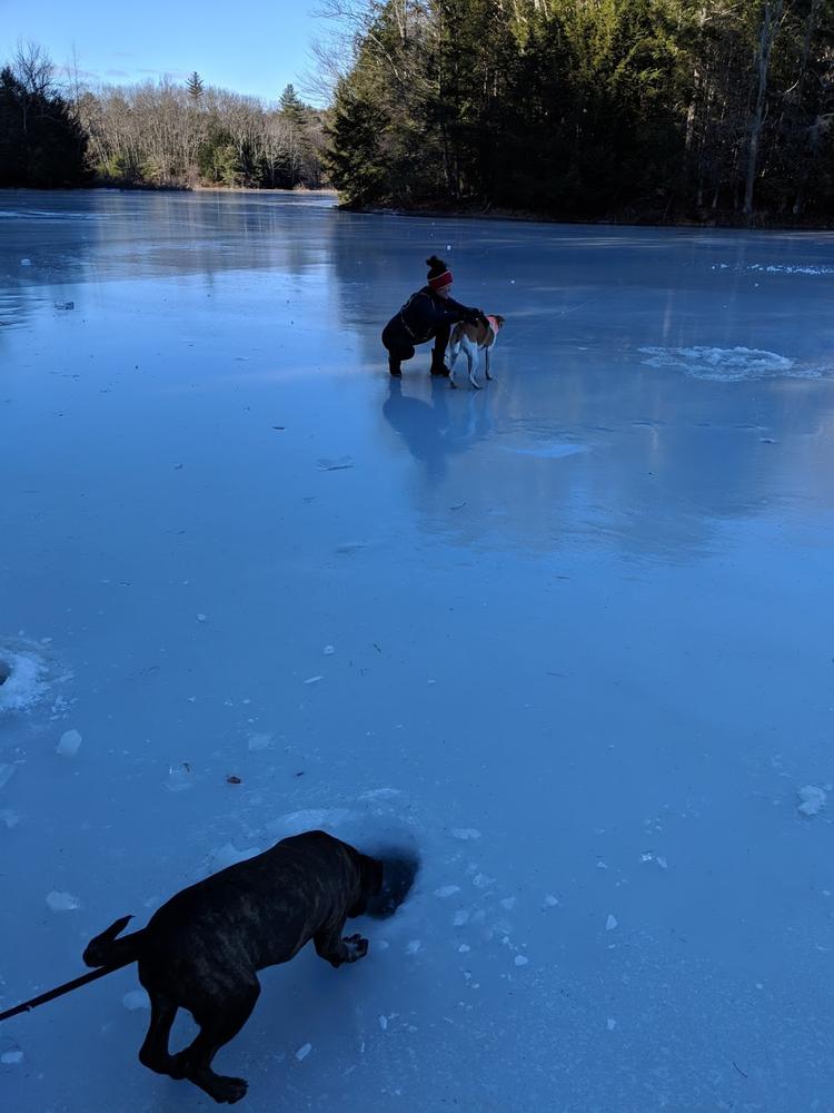 out on frozen Alewife Pond, 12/9/19 (Credit: Michael Hanson)