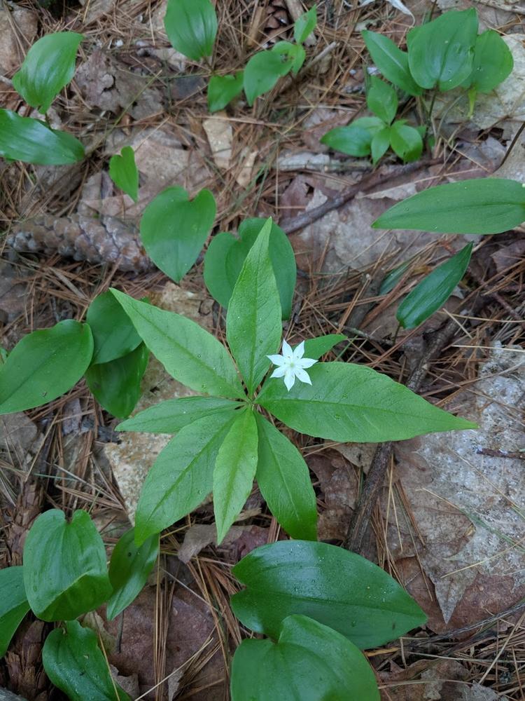 Lots of starflowers and other blooming flowers on the trail 6/2/19 (Credit: Michael Hanson)