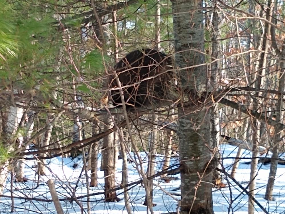 Porcupine in a tree (Credit: Michelle Moody)