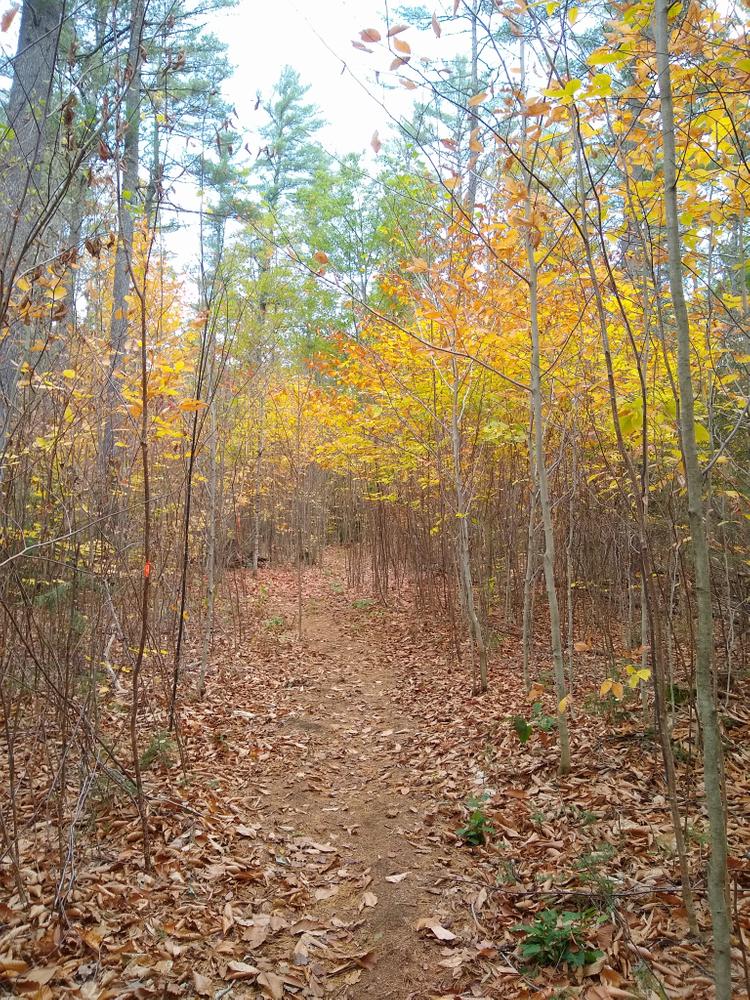 Chapman Brook trail (Credit: NikkiV)