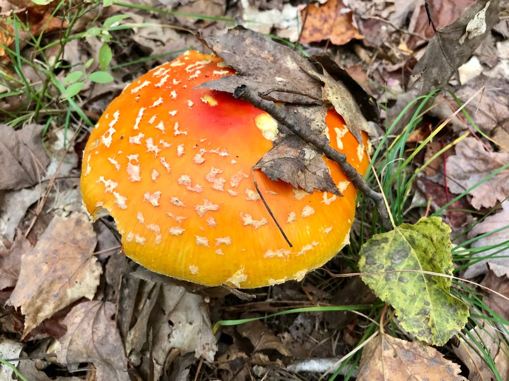 Mushroom Oct 2018 (Credit: Laura Jones)