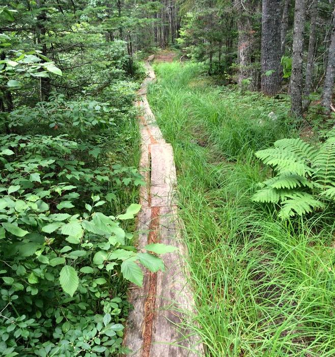Longest stretch of bog bridging along the trail (Credit: Maine Trail Finder)