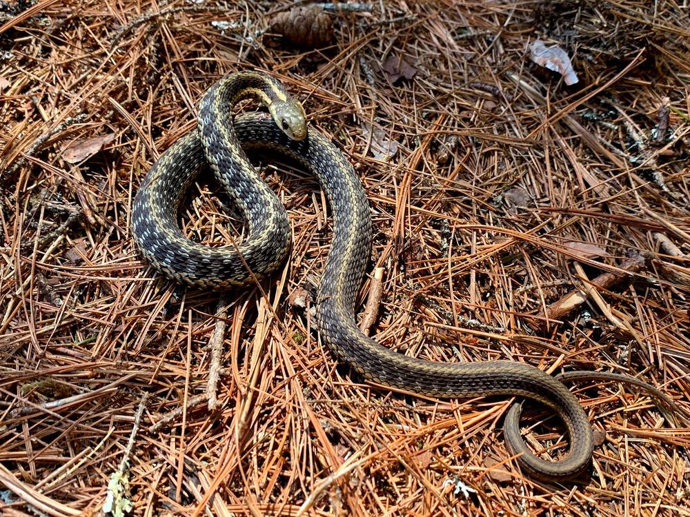 Common Garter Snake (Credit: Paula Bourque)
