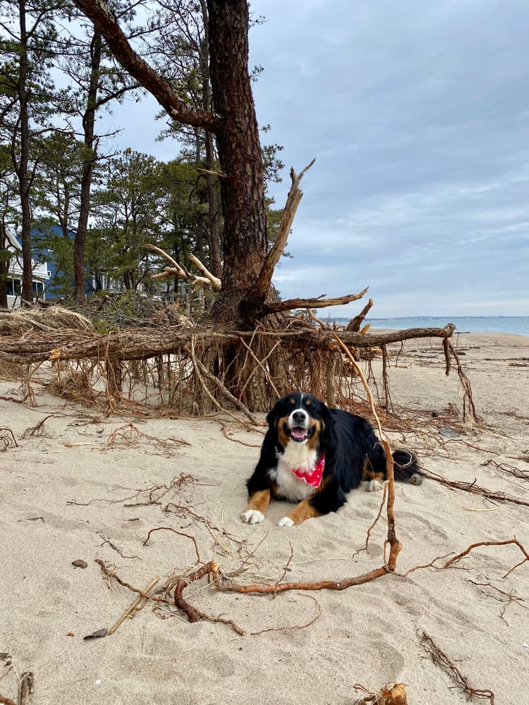 Percy exploring the after-storm beach