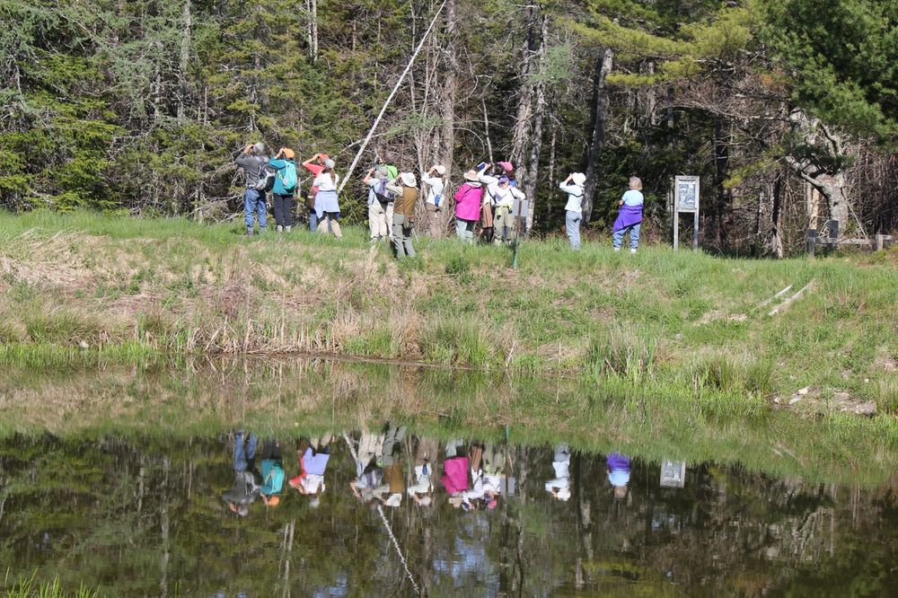 Kittredge Brook Forest Maine Trail Finder