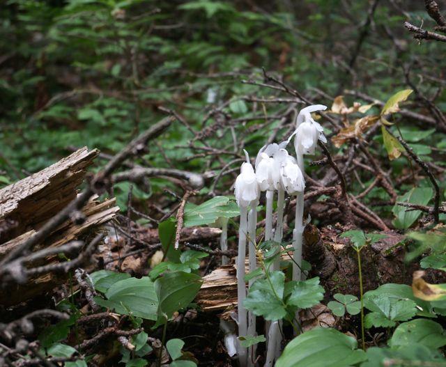Indian Pipes along the Horns Pond Trail (Credit: Bigeloafah)