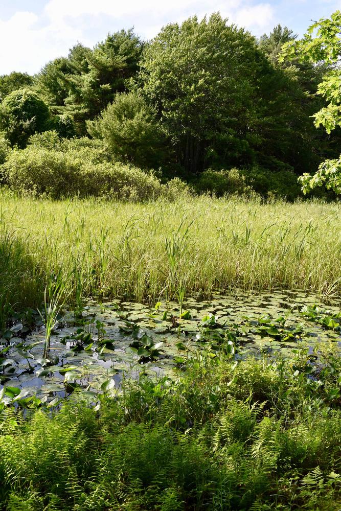 Lily pond, field, and ferns (Credit: Beth Whitney)