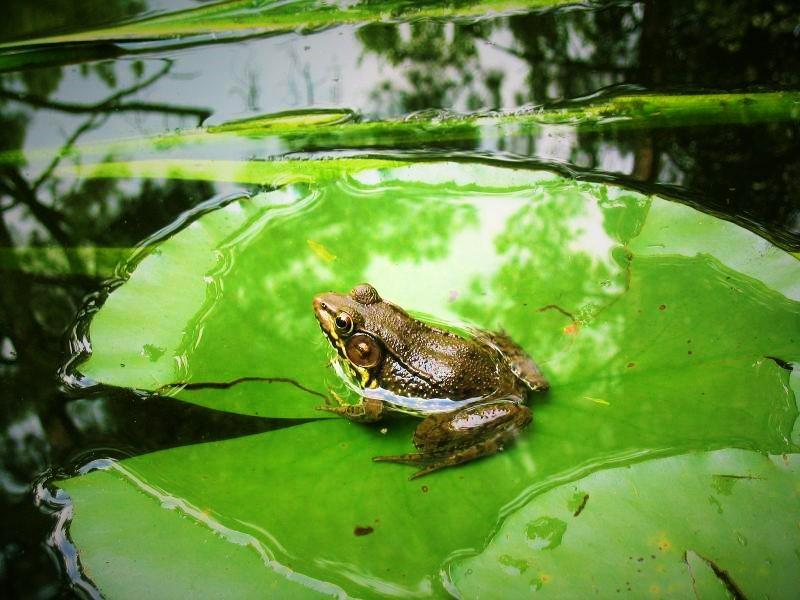 Lily Pond - Maine Trail Finder