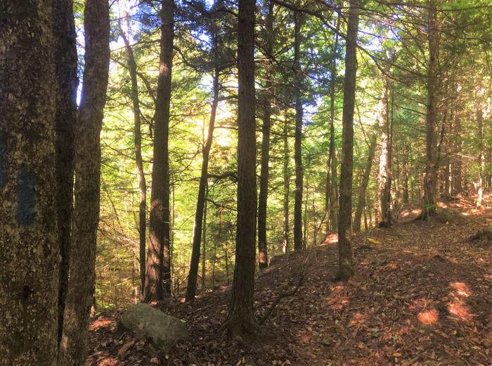 Freedom Forest Preserve Maine Trail Finder