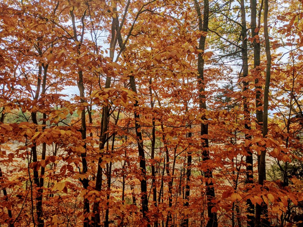 Fall colors (Credit: Derek Lane)