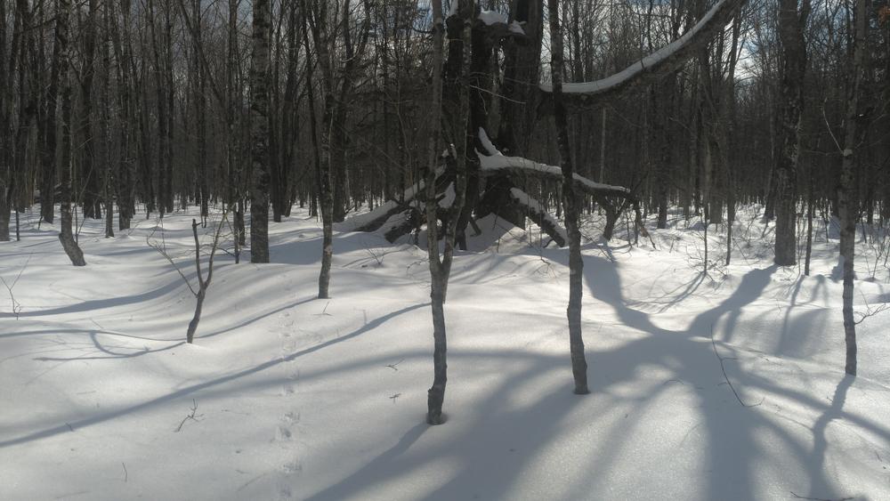 Mount Blue State Park - Cross-country Ski Trails
