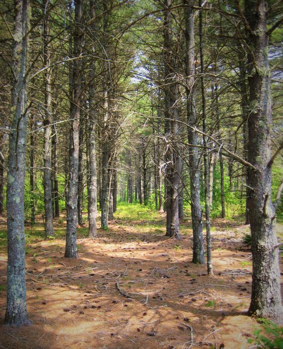 Pine Plantation (Credit: OCSWCD)