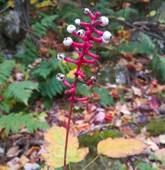 Actaea pachypoda, or white baneberry/doll's-eyes (toxic - don't eat!) (Credit: Gabe Perkins)