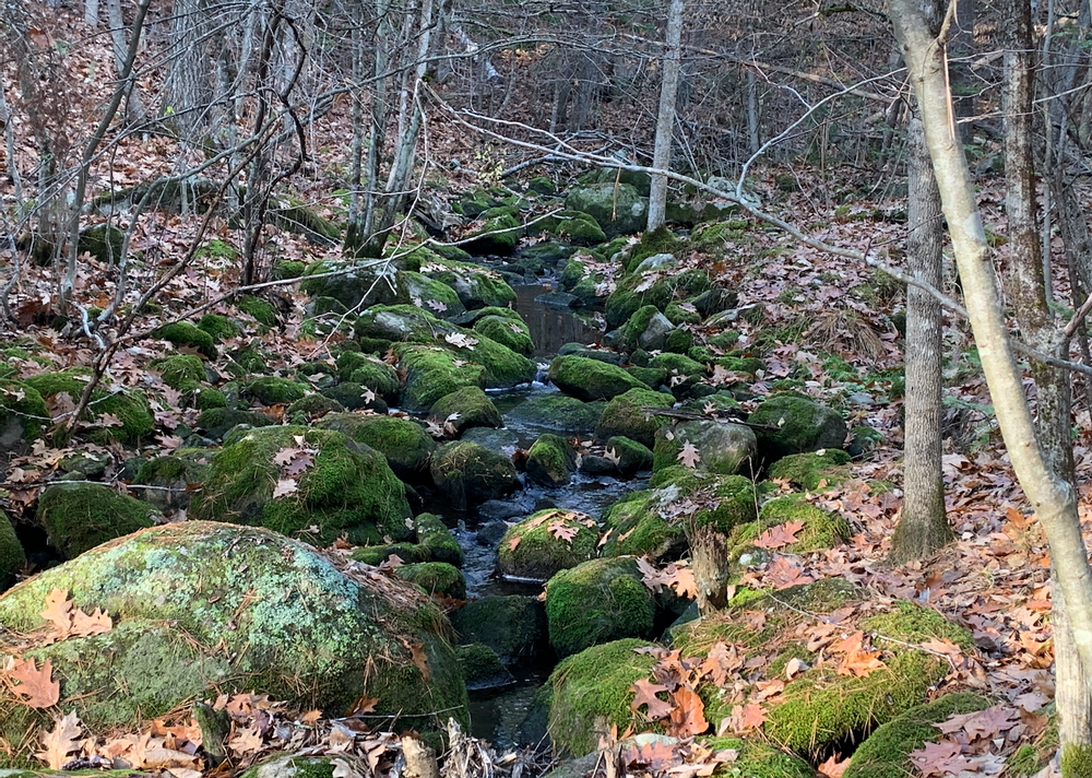 Trail follows a gentle stream (Credit: Paula Bourque)