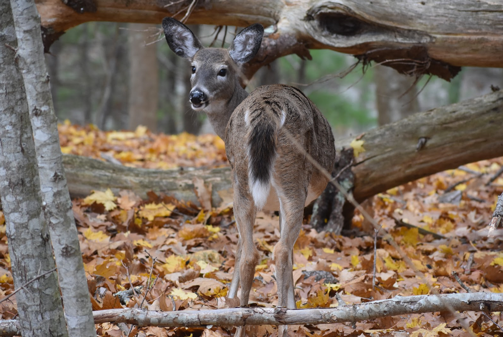 Oh, deer! (Credit: Paula Bourque)