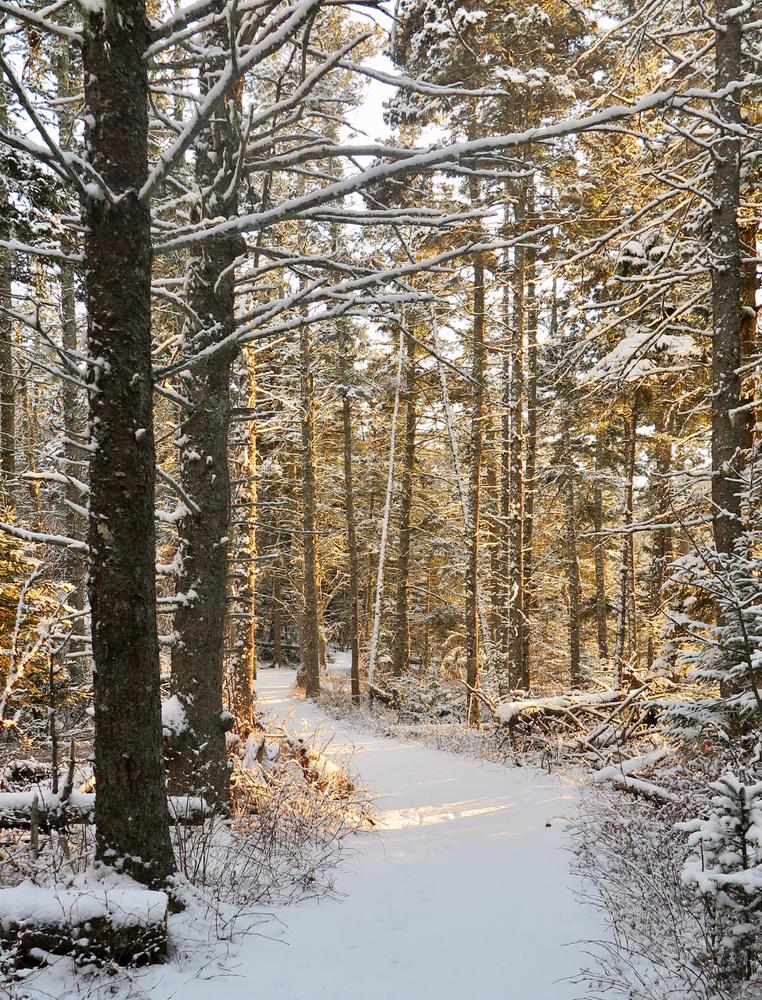 Acadia National Park Ship Harbor Trail Maine Trail Finder