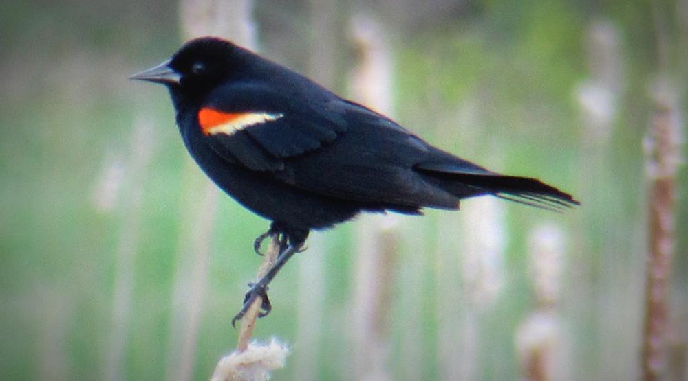 Red Winged Blackbird (Credit: Gary Janson)