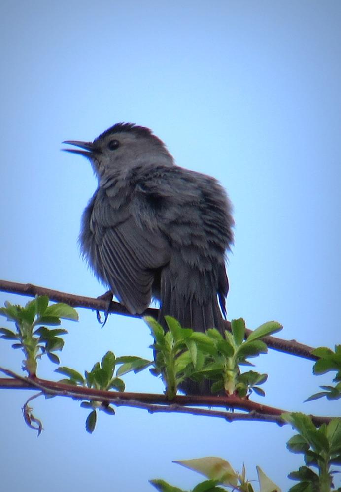 Singing Catbird (Credit: Gary Janson)