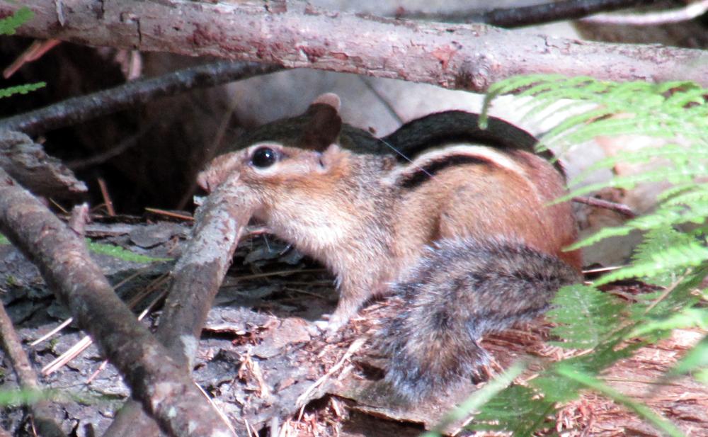 A chipmunk watching me with a wary eye (Credit: gary janson)