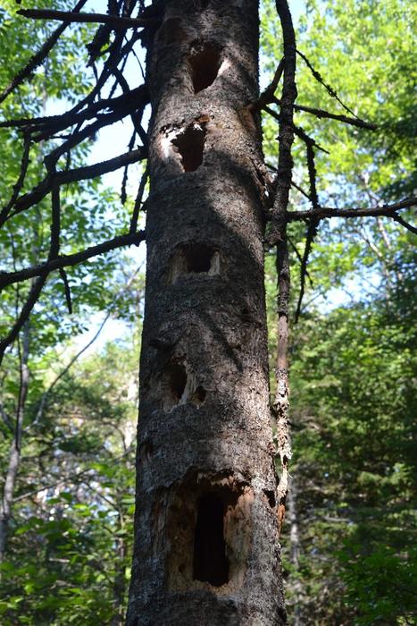 Evidence of pileated woodpeckers (Credit: Maine Trail Finder)