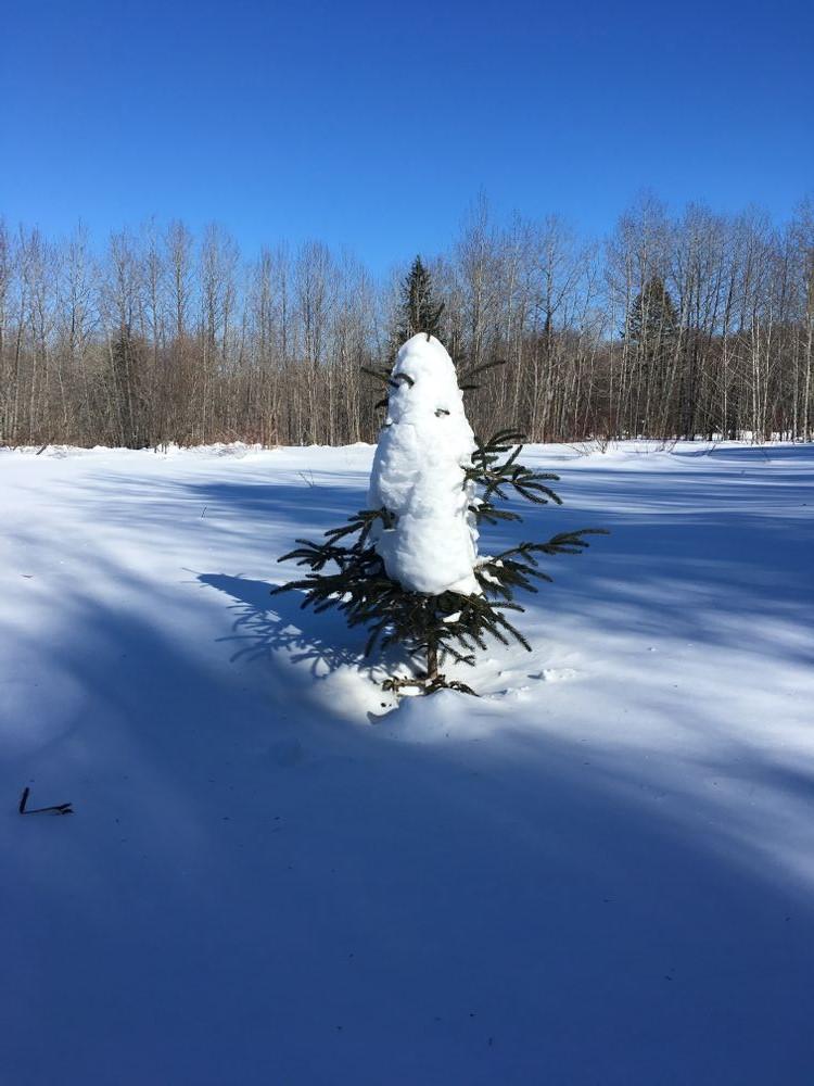 Snow covered spruce tree. (Credit: Farm Brook Trails)