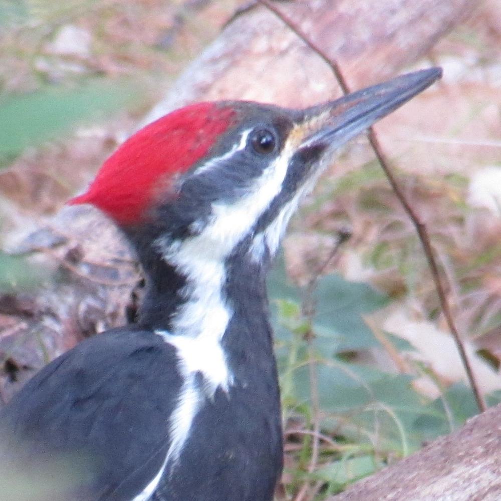 Pileated Woodpecker on the trail (Credit: gary janson)