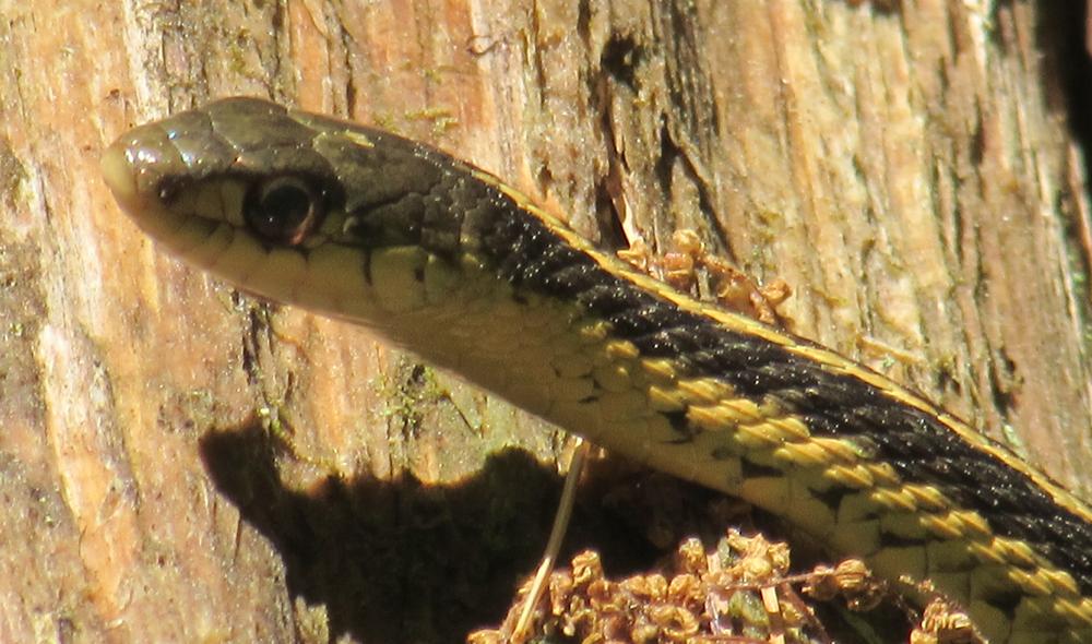 Met a small snake along the way before he slithered off (Credit: gary janson)