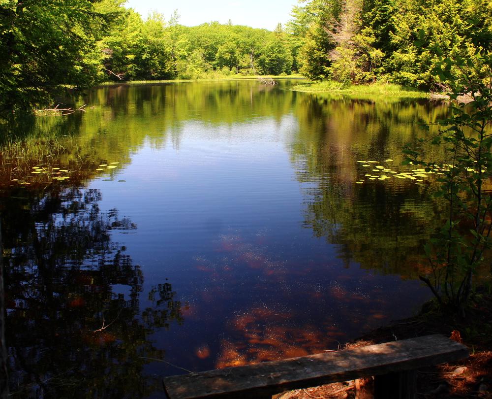 A view of the pond in warmer times (Credit: gary janson)