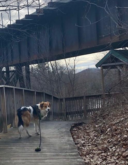 Fenway enjoying the trail