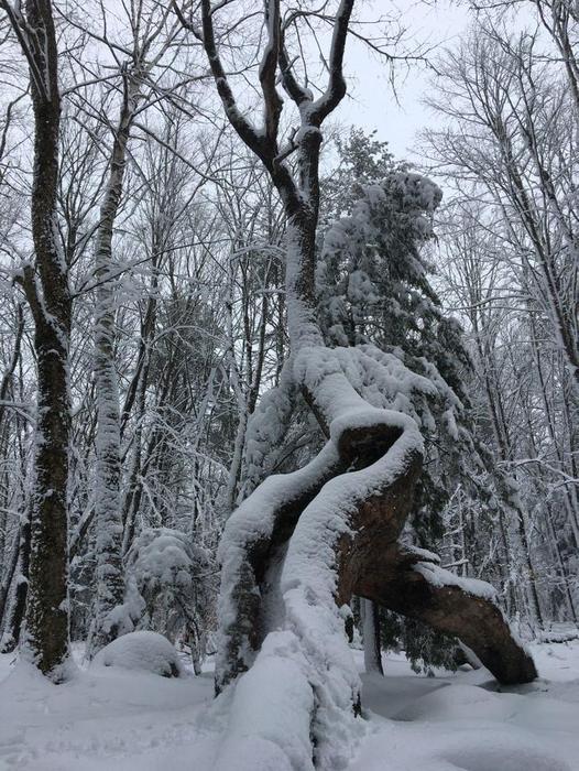 Trail-side tree (Credit: Robert Ratford)