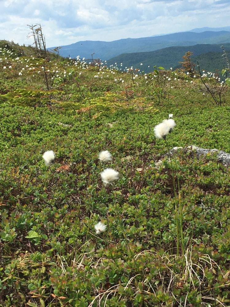 Cotton grass near the summit (Credit: Pam Moore)