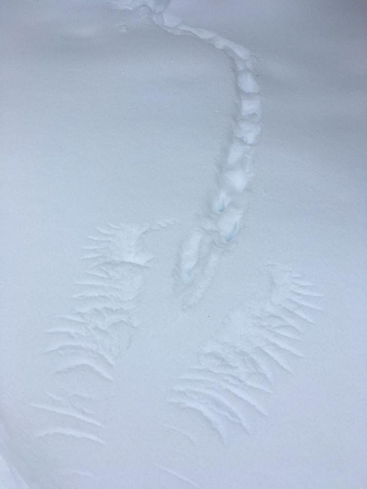 A partridge landed and walked to its snow cave on Moose Valley Trail (Credit: Don)