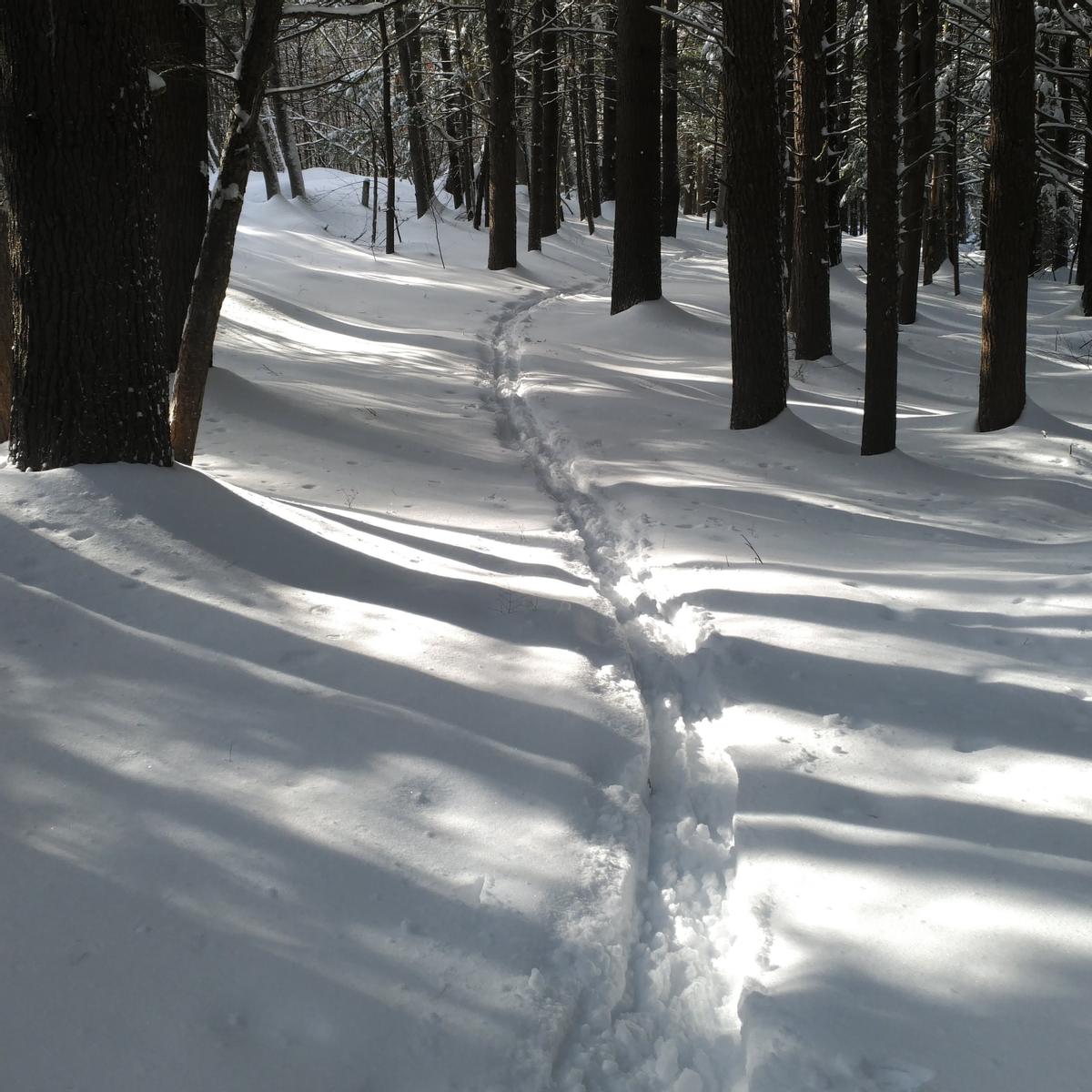 Ski track wind along a narrow trail in the woods