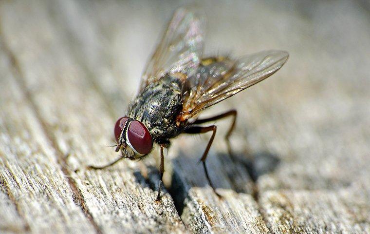 house fly on porch outside house